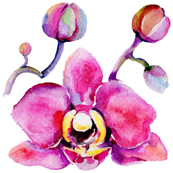 Wildflower orchid flower in a watercolor style isolated. - Фото, зображення