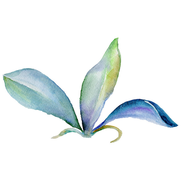 Wildflower orchid flower in a watercolor style isolated. - Fotó, kép
