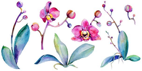Wildblume Orchidee Blume in einem Aquarell-Stil isoliert. - Foto, Bild