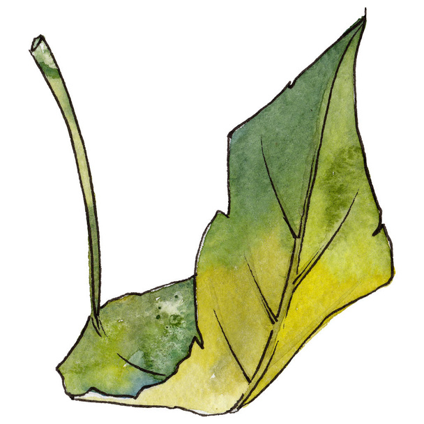 Tropical Hawaii leaves in a watercolor style isolated. - Photo, Image