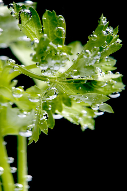 Parsley in water closeup - Photo, Image