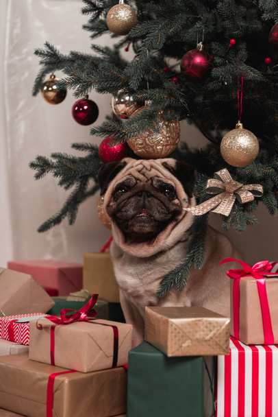 pug sitting under christmas tree - Фото, зображення