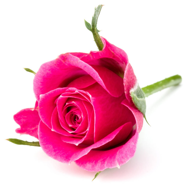 Pink rose flower  - Valokuva, kuva