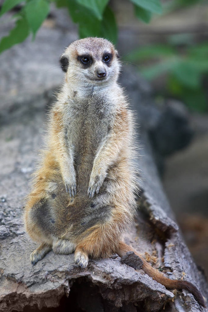 Cute meerkat on guard duty - Foto, Imagen