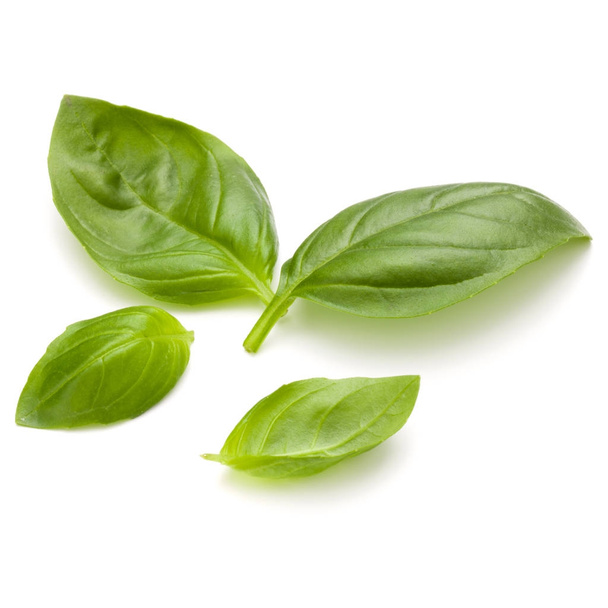 Sweet basil leaves  - Фото, изображение