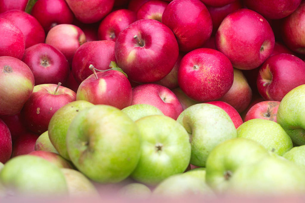 Спелые яблоки, уборка в саду
. - Фото, изображение