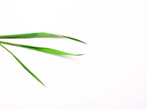 Three green blades in a white background - Фото, изображение