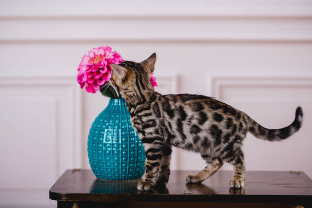 bengal cats babys leopard - Zdjęcie, obraz