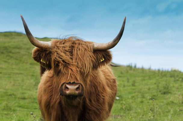 Шотландская корова в зелёной траве
 - Фото, изображение