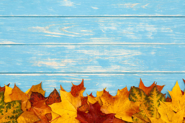 青い木製の背景に横たわっている秋のカエデの葉 - 写真・画像