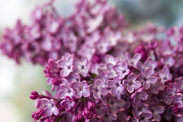 Blooming lilac flowers. Macro photo. - Photo, Image