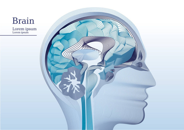 Абстрактная иллюстрация анатомической головы человека
 - Вектор,изображение