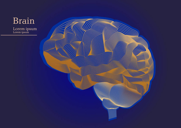 Абстрактна ілюстрація анатомічного мозку людини на темному тлі
 - Вектор, зображення