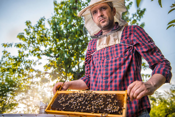 Пчеловод с сотовыми сотами, проверяющий пчел
 - Фото, изображение