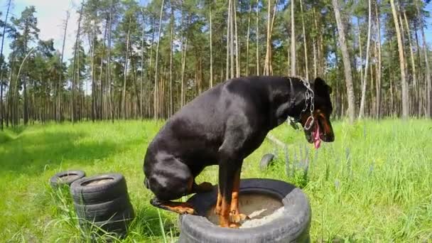 Dog Doberman salta do pedestal para o pedestal, treinando cães
 - Filmagem, Vídeo