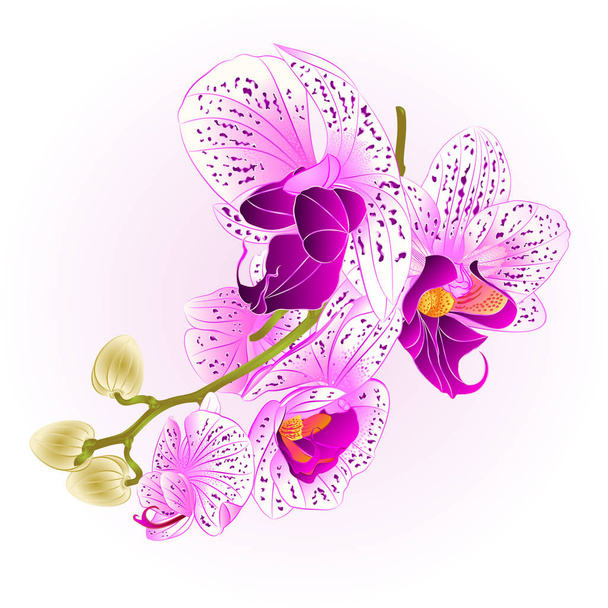 Stem with flowers and  buds beautiful  Orchid purple and white  Phalaenopsis  closeup  vintage  vector editable illustration  - Vector, Image