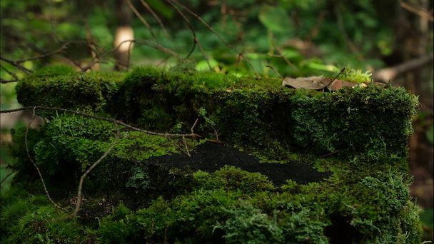 Mos op stomp in het forest. Oud hout met mos in het forest. Stomp groene mos spruce pine naaldhout forest park hout wortel boomschors - Foto, afbeelding
