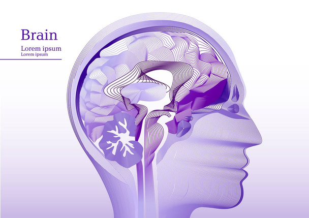 Anatomik insan kafası soyut lila çizimi - Vektör, Görsel