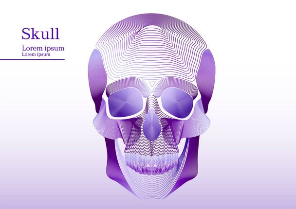Abstract lila illustration of anatomical human skull - Vector, Image