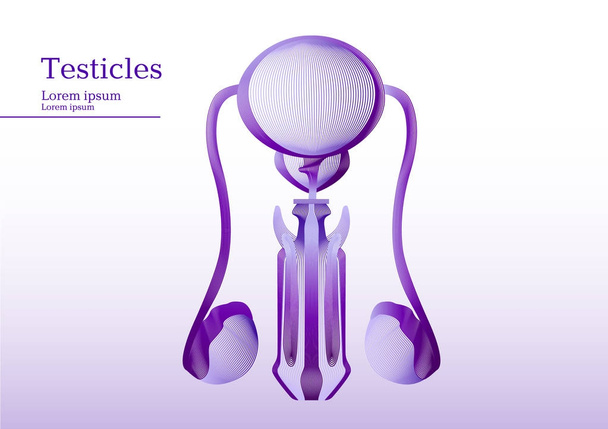Абстрактная лиловая иллюстрация анатомических человеческих яичек
 - Вектор,изображение