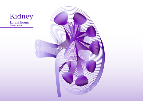 Illustrazione astratta di lila dell'incisione anatomica del rene
 - Vettoriali, immagini