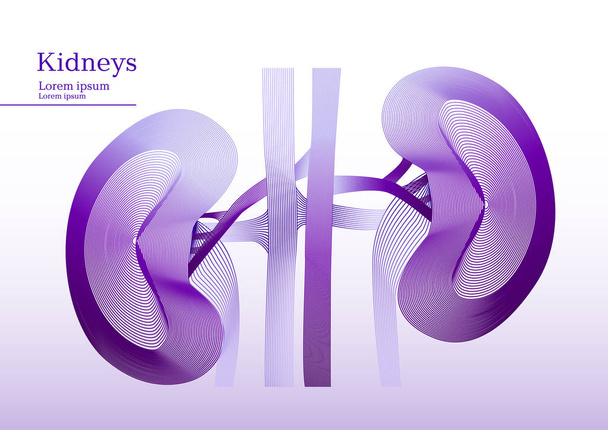 Abstract lila illustration of kidneys - Vector, Image