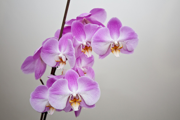 Purple orchid in full bloom. - Photo, Image