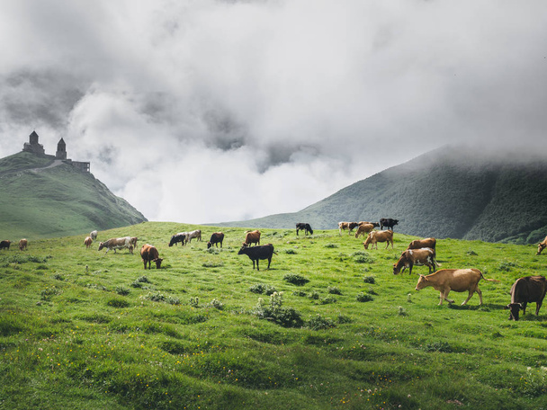 Zielony krajobraz z pięknej krowy i Kościół w rannej mgle  - Zdjęcie, obraz
