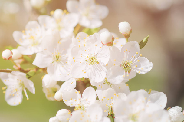 Apricot tree blossoms - Foto, Bild