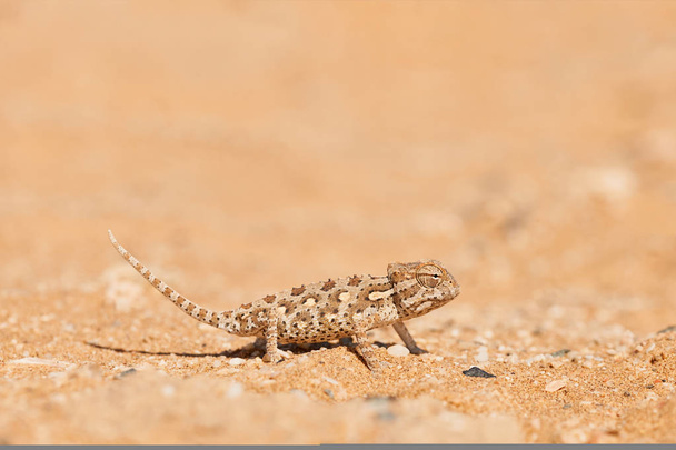 Baby Namaqua chameleon - Photo, Image