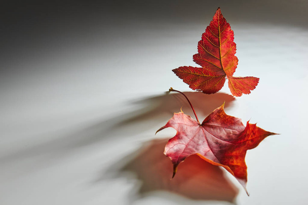 Φθινόπωρο κόκκινο φύλλο σε λευκό φόντο με ογκομετρικό φως. - Φωτογραφία, εικόνα