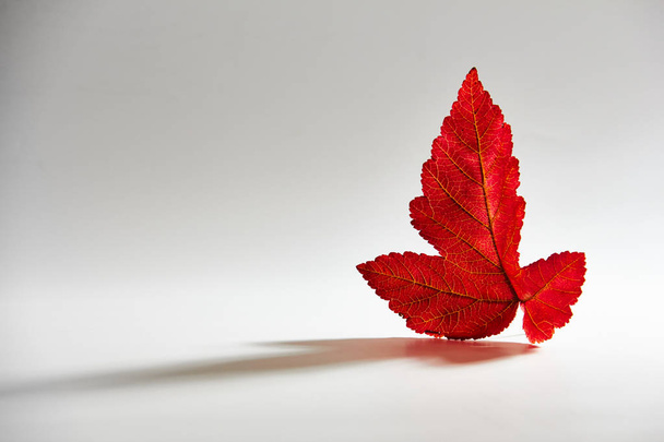 Autumn red leaf on a white background with volumetric light. - Foto, Imagen