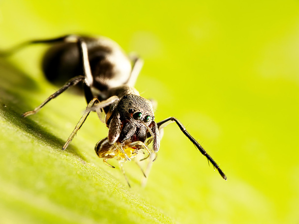 Ameisenspinne mit schönem Hintergrund - Foto, Bild