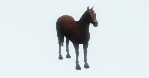 4 k barna ló csikó kisállat, silhouette, farm állati vadon élő állatok, gyönyörű szellem. - Felvétel, videó