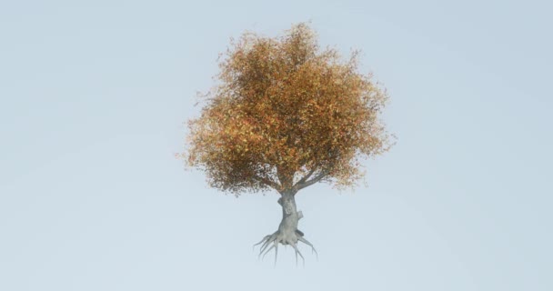 4 k egy magányos fa & gyökér: őszi szélben hajladozó. - Felvétel, videó
