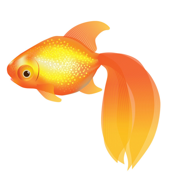Goldfish - Vector, imagen