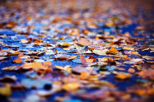 Podzimní listí na asfaltu - Fotografie, Obrázek