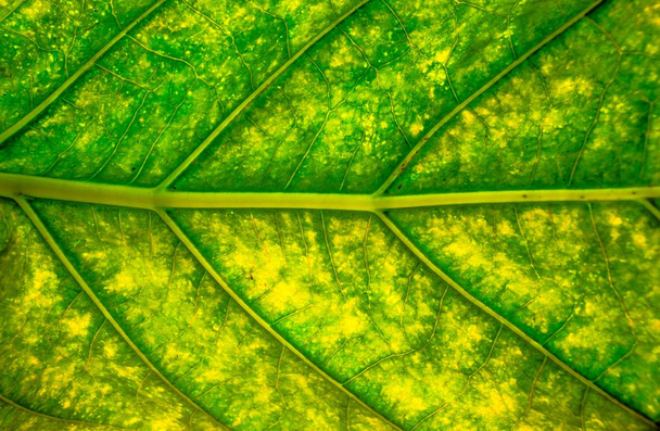Leaf green texture background. - Photo, Image