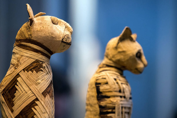 αιγυπτιακή μούμια γάτα που βρέθηκαν μέσα σε τάφο - Φωτογραφία, εικόνα