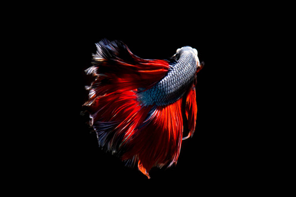 Elegante pez betta, pez siamés de lucha sobre fondo negro aislado
 - Foto, imagen