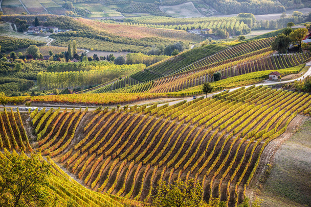 Vineyards in langhe region of northern italy in autumn with full - Photo, Image