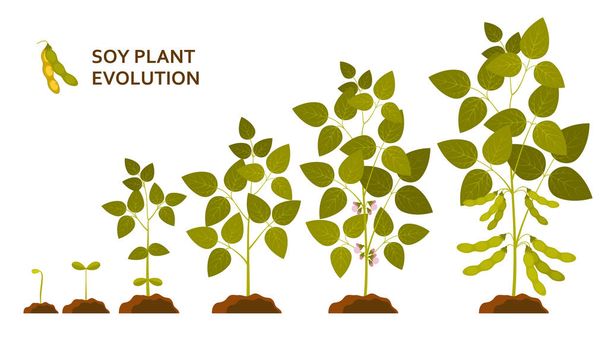 Soy plant evolution with leaves, flowers and pods - Vector, Image