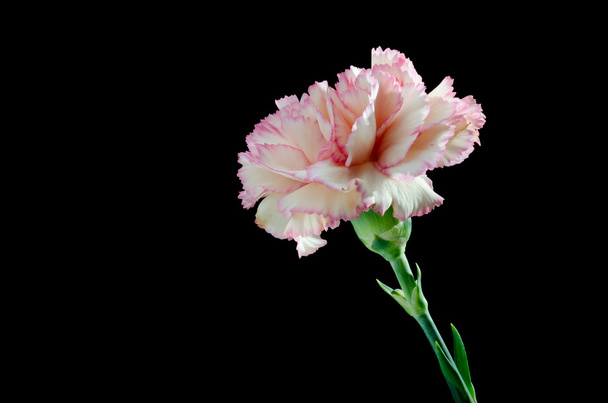 Ροζ γαρύφαλλο (dianthus caryophyllus) - Φωτογραφία, εικόνα