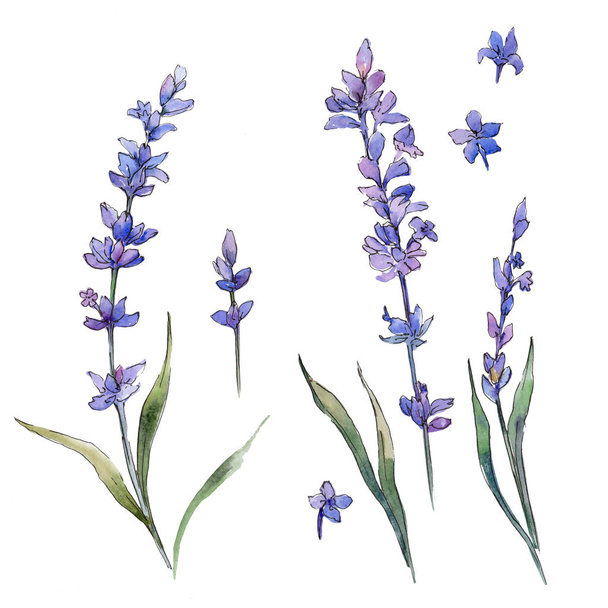 Wildflower lavendel bloem in een aquarel stijl geïsoleerd. - Foto, afbeelding