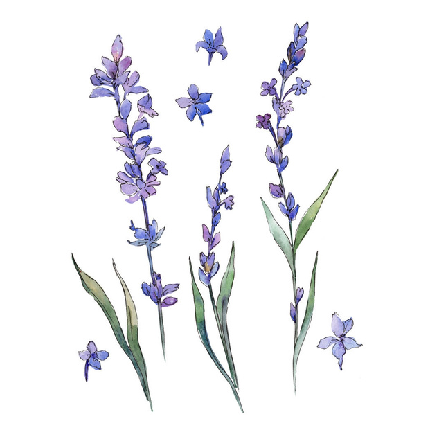 Wildflower lavander flower in a watercolor style isolated. - Photo, Image