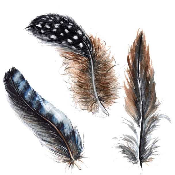 Watercolor bird feather from wing isolated. - Φωτογραφία, εικόνα