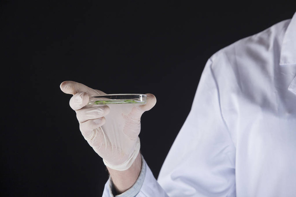 επιστήμονας κοιτάζοντας τρυβλίο Petri - Φωτογραφία, εικόνα
