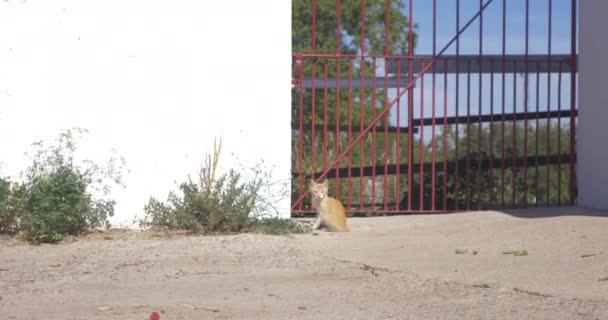 屋外の赤い面白い猫 - 映像、動画