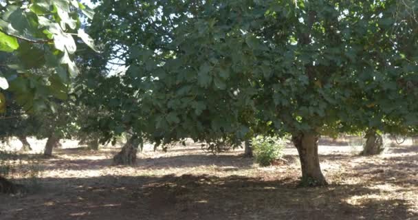 Olivovník ekofarmy větve a stromy - Záběry, video