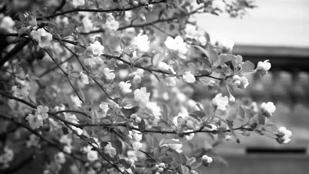 Pommier en fleur avec petite fourmilière grimpant sur la branche, noir et blanc
 - Séquence, vidéo